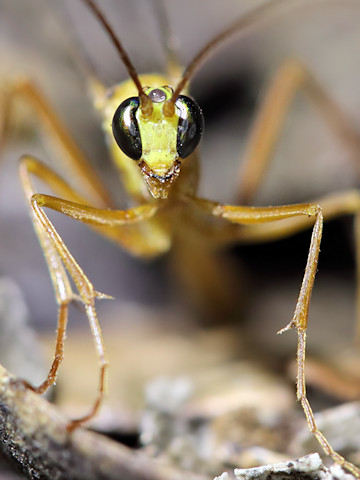 Ichneumon Wasp (Netelia sp) (Netelia sp)